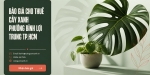 Báo Giá Cho Thuê Cây Xanh Ở Phường Bình Lợi Trung TP.HCM
