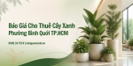 Báo giá cho thuê cây xanh ở Phường Bình Quới TP.HCM