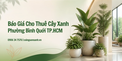 Báo giá cho thuê cây xanh ở Phường Bình Quới TP.HCM