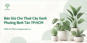 Báo Giá Cho Thuê Cây Xanh Ở Phường Bình Tân TP.HCM Mới Nhất