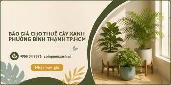 Báo Giá Cho Thuê Cây Xanh Ở Phường Bình Thạnh TP.HCM