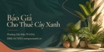 Báo Giá Cho Thuê Cây Xanh Ở Phường Cầu Kiệu TP.HCM Mới Nhất