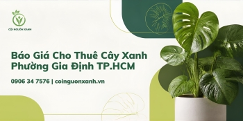 Báo Giá Cho Thuê Cây Xanh Ở Phường Gia Định TP.HCM