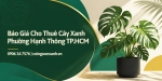Báo Giá Cho Thuê Cây Xanh Ở Phường Hạnh Thông TP.HCM