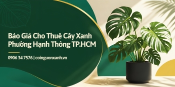 Báo Giá Cho Thuê Cây Xanh Ở Phường Hạnh Thông TP.HCM