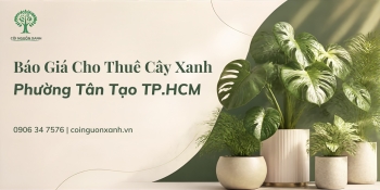 Báo Giá Cho Thuê Cây Xanh Ở Phường Tân Tạo TP.HCM Mới Nhất