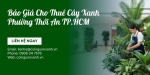 Báo Giá Cho Thuê Cây Xanh Ở Phường Thới An TP.HCM Mới Nhất