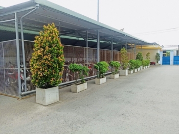 Khảo Sát Cải Tạo Sân Vườn Nhà Máy Sản Xuất Nến Ở Bình Dương