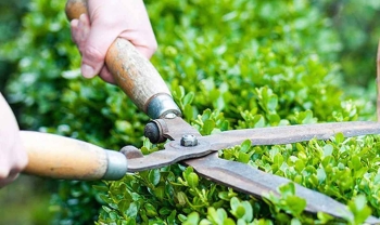 Hướng dẫn chi tiết cách tỉa lá cho cây cảnh và những nguyên tắc quan trọng bạn cần biết