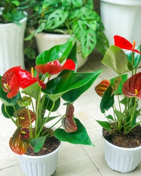 Thuê Cây Xanh Hợp Mệnh Thổ – Vững Chắc & Bình An