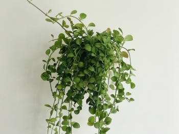 Cây Lan Dollar Bầu Đất