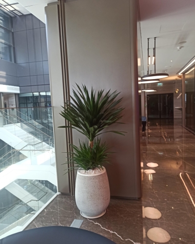 Tổng Hợp Các Loại Chậu Cao Cấp Dành Cho Dịch Vụ Cho Thuê Cây Xanh