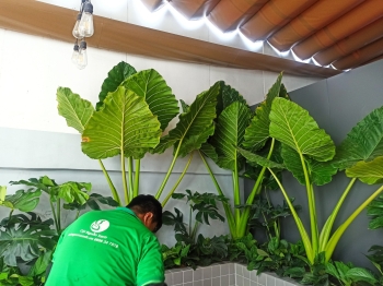 Cho Thuê Cây Xanh Văn Phòng – Giải Pháp Xanh Cho Doanh Nghiệp Hiện Đại