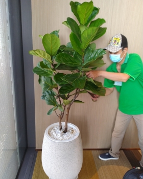 Cho Thuê Cây Xanh Có Ký Hợp Đồng Dài Hạn Không?