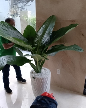 Cho Thuê Cây Xanh Giá Tốt – Chất Lượng Vượt Trội Tại TP.HCM