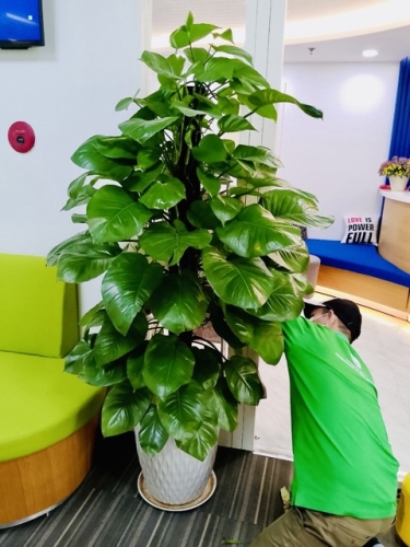 Doanh Nghiệp Mới Thành Lập Có Nên Thuê Cây Xanh?