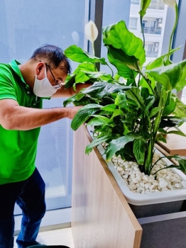 Những Loại Phân Bón Hữu Cơ Phù Hợp Cho Cây Cảnh Văn Phòng