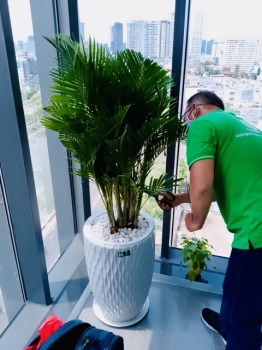 Cho Thuê Cây Xanh Giá Tốt Ở TP.HCM – Lựa Chọn Nào Đáng Tin?