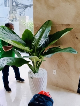 Thuê Cây Xanh Trong Chung Cư – Giải Pháp Không Gian Xanh Cho Gia Đình