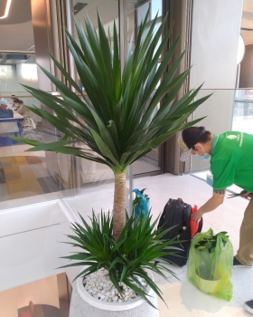 Toàn Cảnh Dịch Vụ Cho Thuê Cây Xanh Văn Phòng Tại TP.HCM 2026