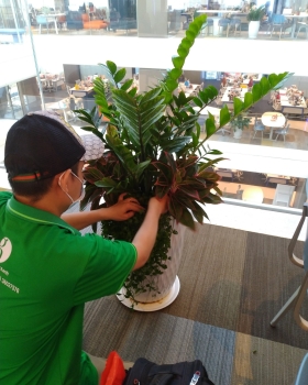 Cách Làm Phân Hữu Cơ Từ Nhà Bếp Cho Cây Văn Phòng