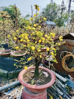 Dịch vụ cho thuê cây mai vàng trưng Tết 2025