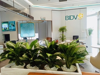 Thuê Cây Xanh Hợp Mệnh Mộc – Không Gian Sáng, Năng Lượng Tốt