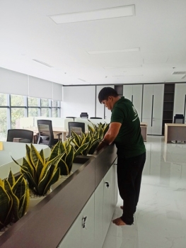 Thuê Cây Xanh Hợp Mệnh Hỏa – Tăng Sức Sống, Hấp Dẫn Vượng Khí