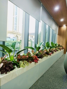 Cho Thuê Cây Xanh Giúp Cân Bằng Ánh Sáng Trong Văn Phòng