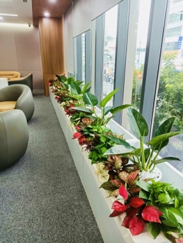 Cung Cấp Dịch Vụ Cho Thuê Cây Xanh Văn Phòng Ngân Hàng BIDV Chi Nhánh Bình Thạnh, TP.HCM