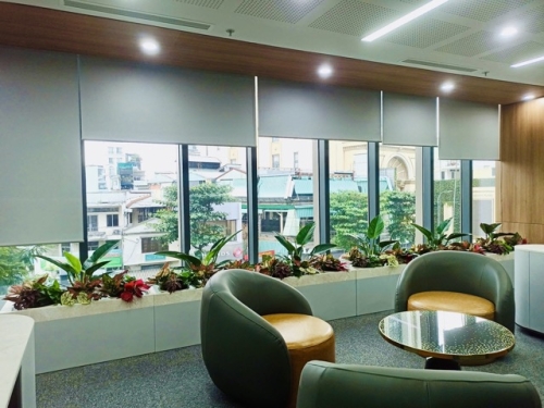 Thuê Cây Xanh Có Phải Là Chi Phí Hay Khoản Đầu Tư?