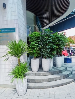 Hướng dẫn chăm sóc cây xanh văn phòng sau Tết 2026