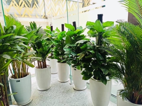 Thuê Cây Xanh Văn Phòng Cho Không Gian Nhỏ – Giải Pháp Xanh Tiện Lợi