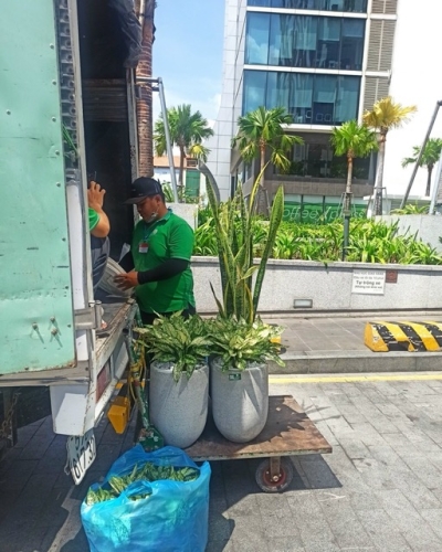 Cách Kiểm Tra Chất Lượng Khi Chọn Đơn Vị Cho Thuê Cây Xanh