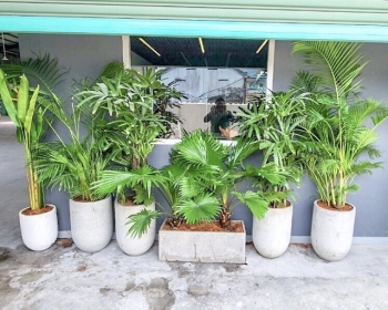 Giải Pháp Thuê Cây Xanh Văn Phòng Chỉ Từ 1 Triệu/Tháng