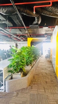 Dịch Vụ Thuê Cây Xanh Bao Gồm Những Gì?