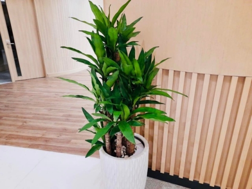 Thuê Cây Xanh Cho Hội Nghị & Triển Lãm – Không Gian Chuyên Nghiệp