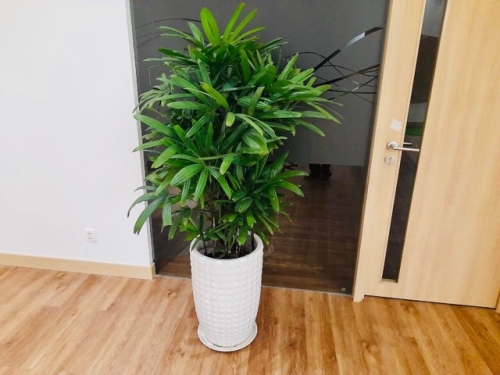 Thuê Cây Xanh Văn Phòng – Bắt Đầu Từ Hôm Nay