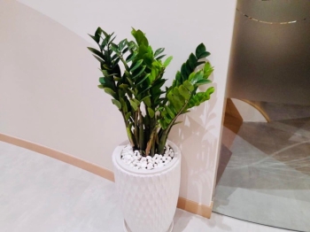 Top 5 Cây Phong Thủy Được Thuê Nhiều Nhất Cho Doanh Nghiệp