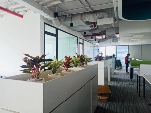 Doanh Nghiệp Nên Bắt Đầu Thuê Cây Xanh Từ Giai Đoạn Nào?