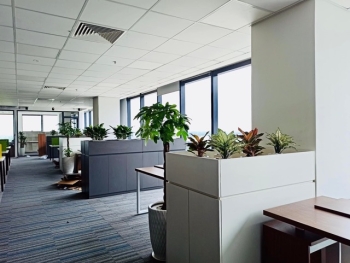 Cây Xanh Văn Phòng Cũng Cần 