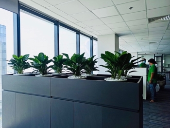 Cây Xanh Thuê Cho Công Ty Mới Thành Lập – Giải Pháp Tối Ưu Chi Phí Trang Trí Văn Phòng