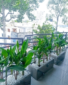 Cho Thuê Cây Xanh Nội Thất & Ngoại Thất – Dịch Vụ Toàn Diện Tại TP.HCM