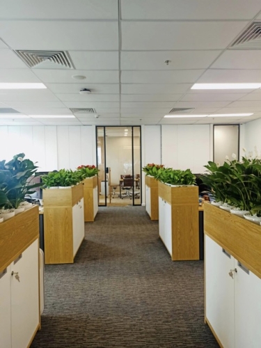 Giải Pháp Cho Thuê Cây Xanh Theo Bộ Combo Tiết Kiệm Cho Doanh Nghiệp