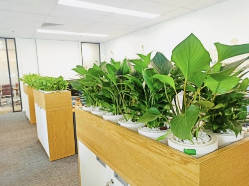 Cây Văn Phòng Không Cần Ánh Sáng