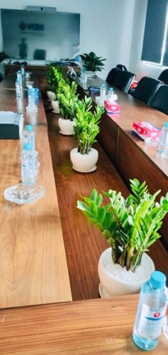 5 Dòng Cây Dễ Chăm Cho Văn Phòng Bận Rộn