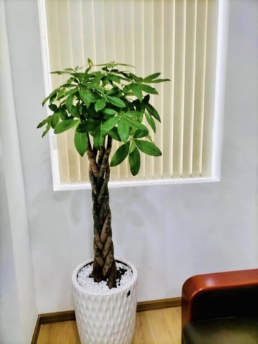 Thuê Cây Xanh Hợp Phong Thủy Cho Nhân Sự Kinh Doanh – Tăng Lộc & Cơ Hội