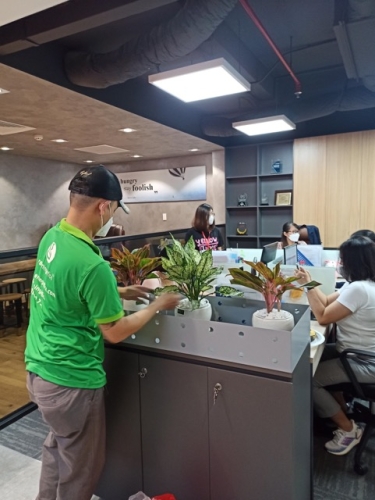 Thuê Cây Xanh Theo Tháng 2026 – Lựa Chọn Tối Ưu Cho Công Ty Quy Mô Nhỏ