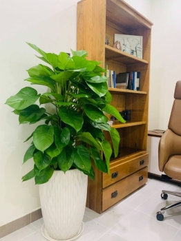 Top Các Loại Cây Được Doanh Nghiệp Ưa Chuộng Khi Thuê Cây Văn Phòng