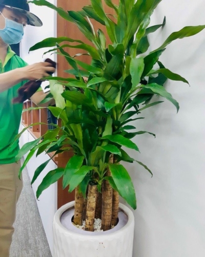 Dịch Vụ Cho Thuê Cây Xanh 2026 Thiết Kế Theo Phong Cách Riêng Của Từng Văn Phòng